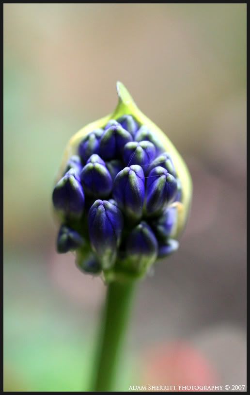 IMAGE: http://i102.photobucket.com/albums/m101/iChop/Blue_flower.jpg