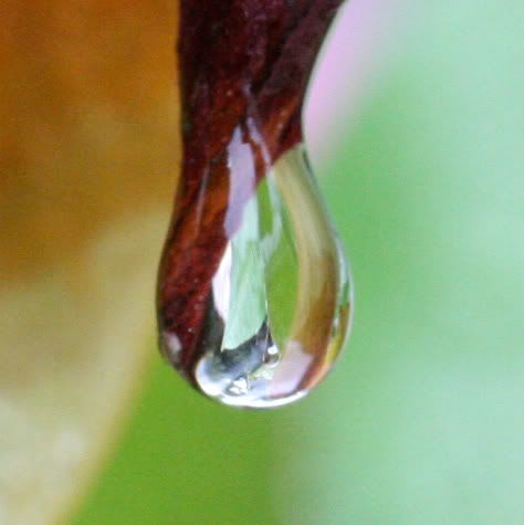 IMAGE: http://i102.photobucket.com/albums/m101/iChop/Droplet_2.jpg