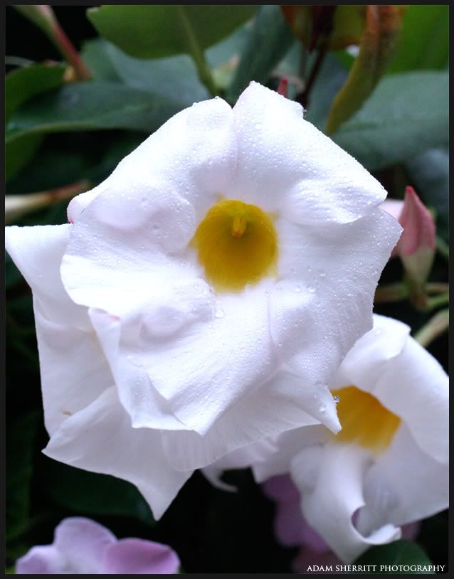 IMAGE: http://i102.photobucket.com/albums/m101/iChop/Flower_1.jpg