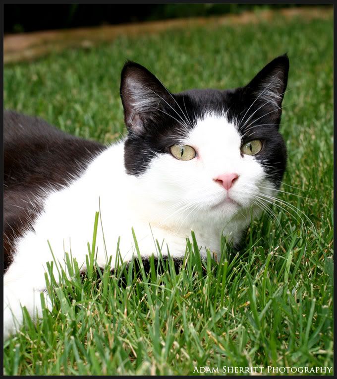 IMAGE: http://i102.photobucket.com/albums/m101/iChop/LukainGarden.jpg