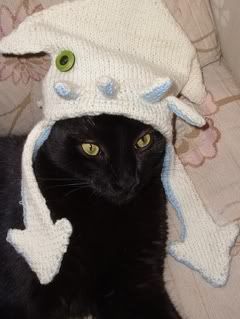 cat wearing squidy hat Pictures, Images and Photos