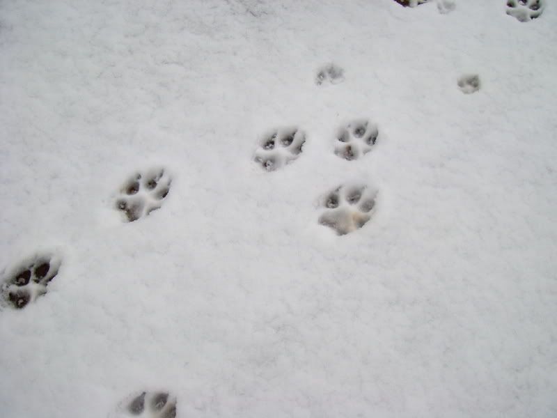 Wolf tracks Pictures, Images and Photos