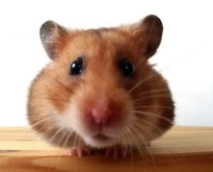 hamster Pictures, Images and Photos