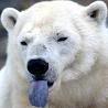 polar-bear-tongue11.jpg