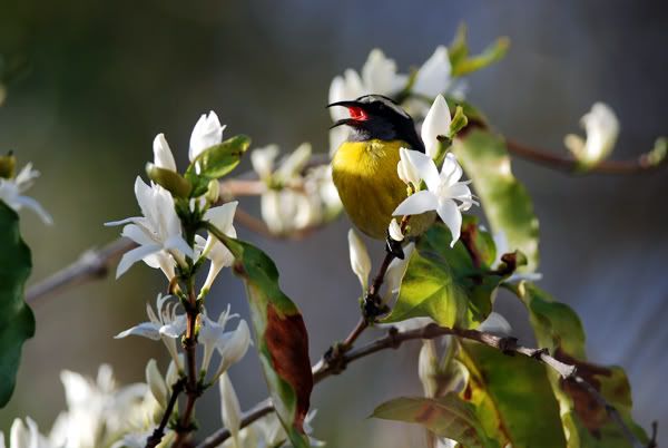 Bananaquit