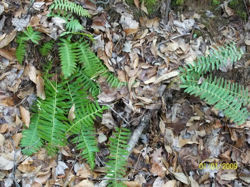 January ferns