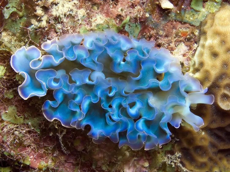 blue sea slug pet. the lue sea slug.