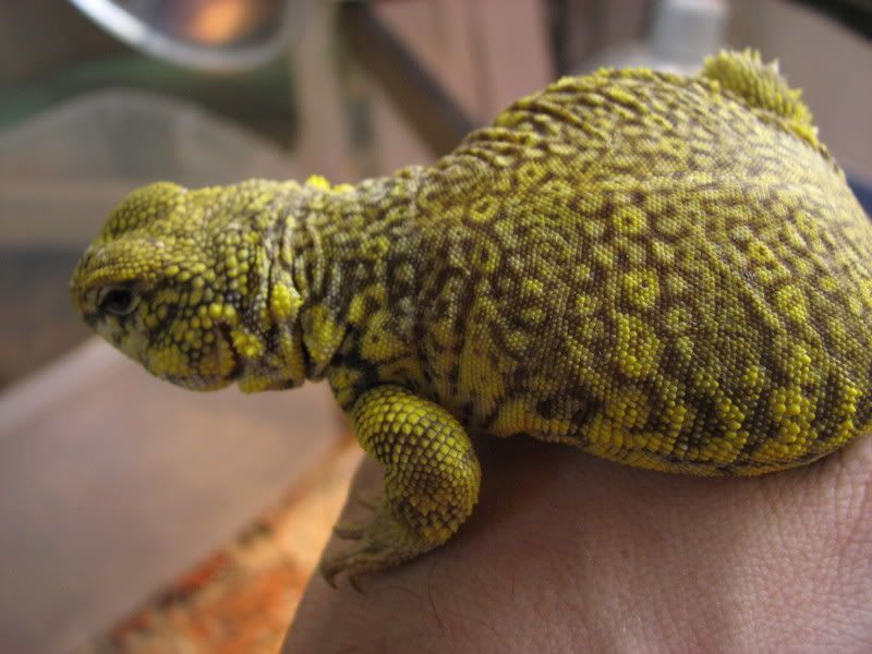 Yellow Saharan Uromastyx