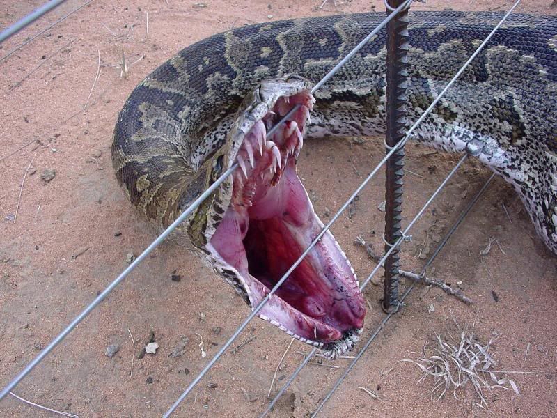 python1.jpg image by SilverFang_2006