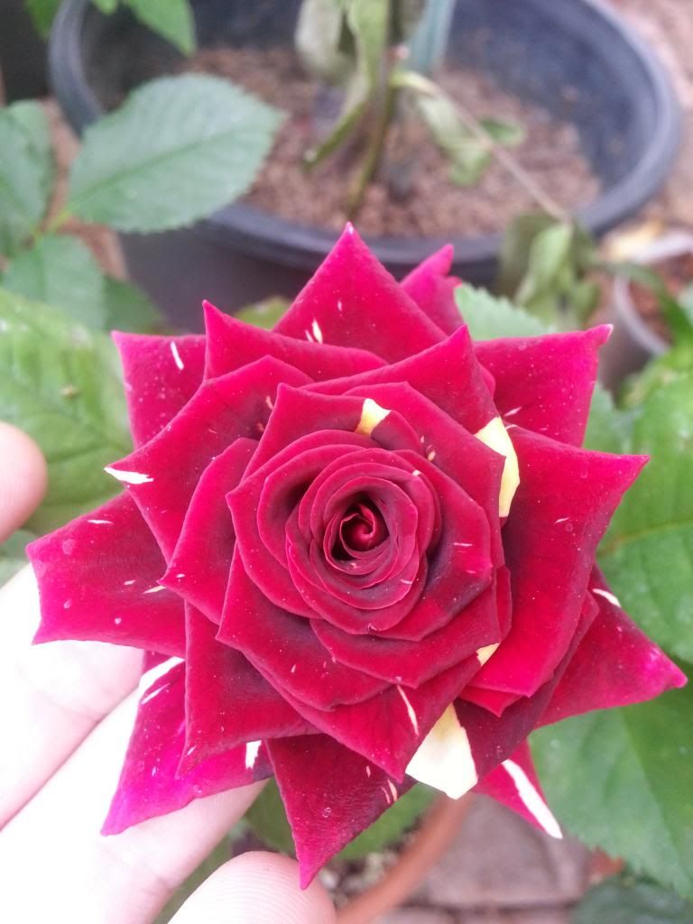 HOCUS POCUS ROSE PLANT hocus pocus rose plant: