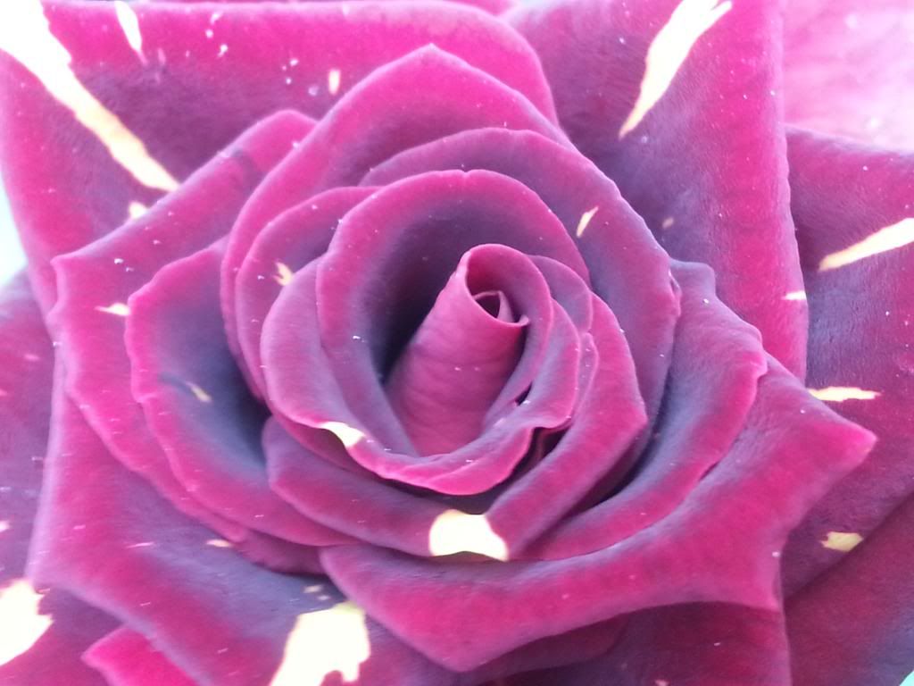 HOCUS POCUS ROSE PLANT hocus pocus rose plant: