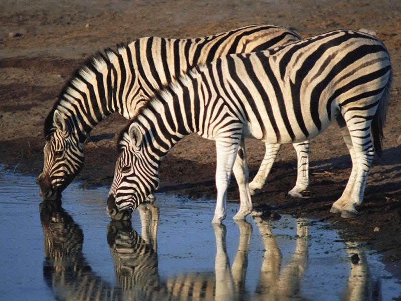 Zebras Refreshing! Pictures, Images and Photos