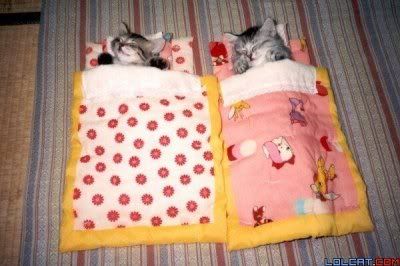 cute.jpg cute kitties image by harmonyakaj
