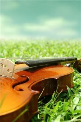 violin Pictures, Images and Photos
