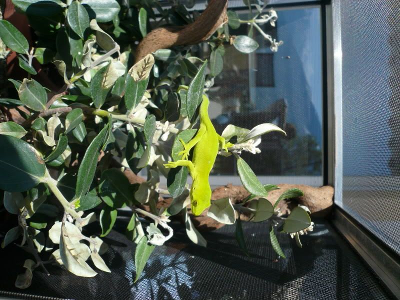Geckos001.jpg