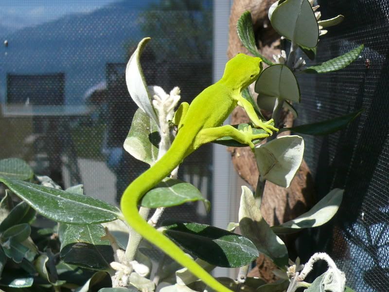 Geckos004.jpg