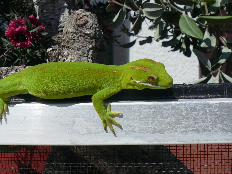 Geckos020.jpg