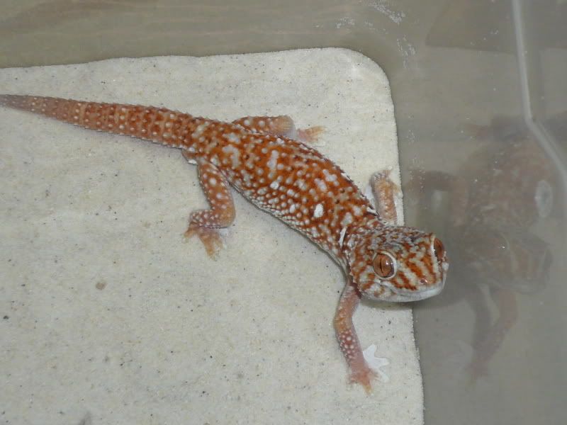 Geckos023.jpg