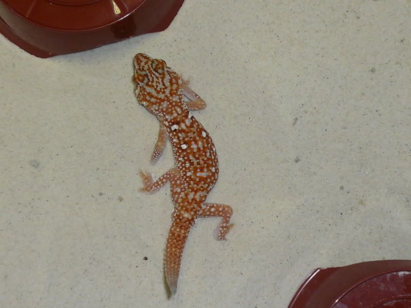 Geckos024.jpg