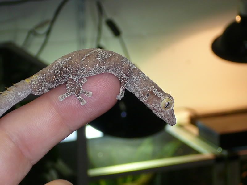 Geckos026.jpg
