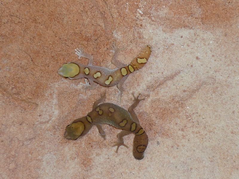 Geckos029.jpg