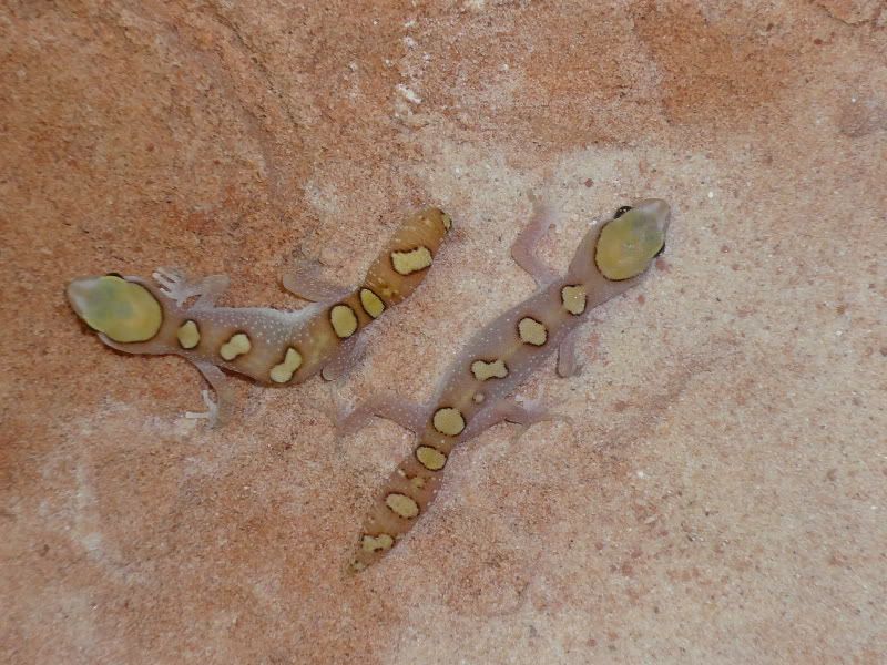 Geckos031.jpg