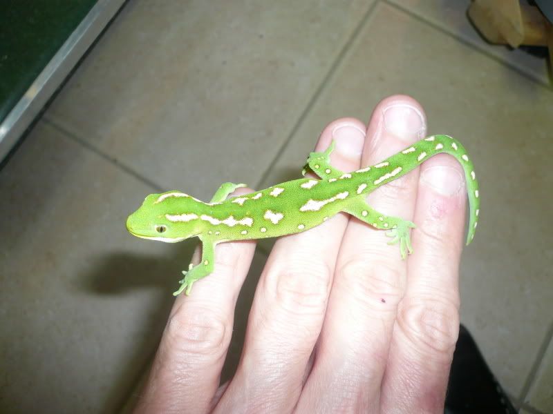 NZGeckos021.jpg