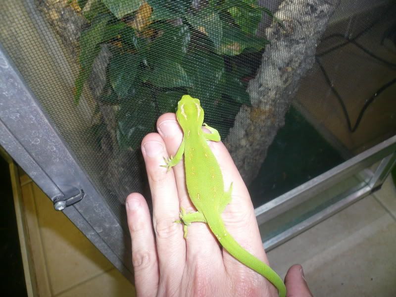 NZGeckos023.jpg