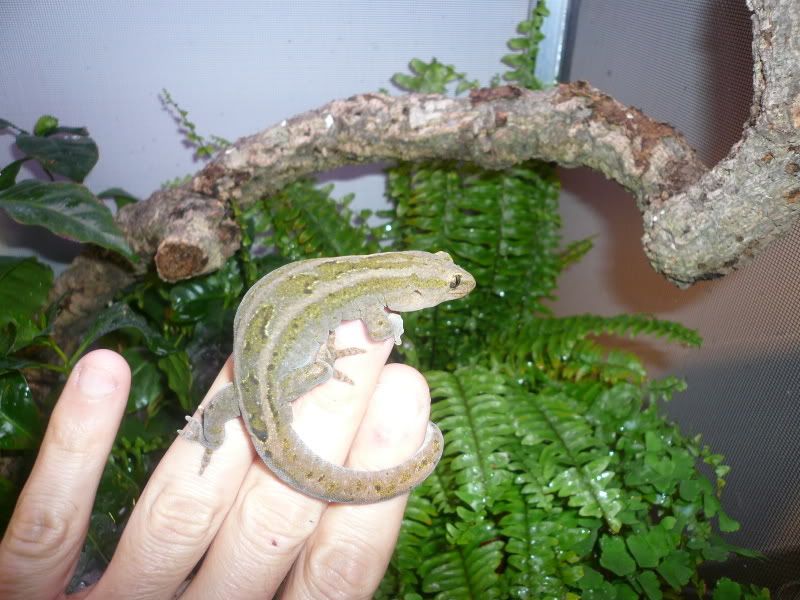 NZGeckos031.jpg
