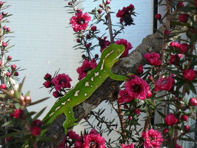 NZGeckos042.jpg