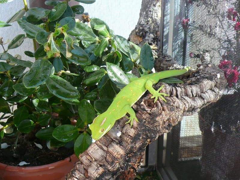 NZGeckos045.jpg