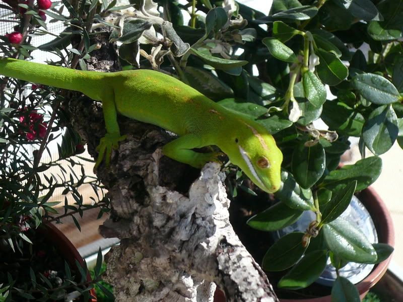 NZGeckos051.jpg