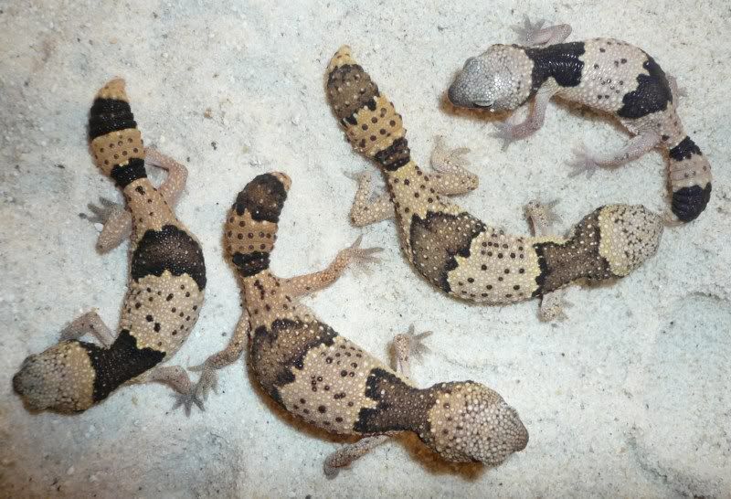 Hemitheconyx taylori Reptile Forums