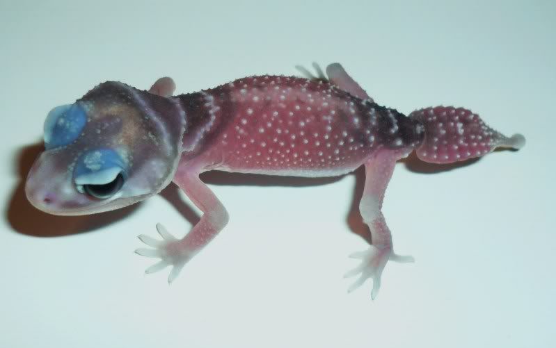 levisoccidentalis.jpg