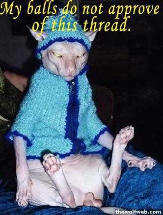 funny_cat_pictures_110.jpg