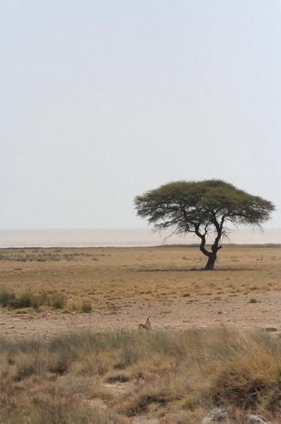 IMAGE: http://i102.photobucket.com/albums/m114/BeccaNH/Africa%202007/IMG_1806_edited-1.jpg