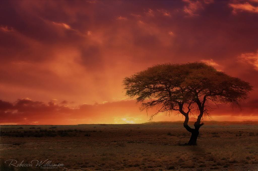 IMAGE: http://i102.photobucket.com/albums/m114/BeccaNH/Africa%202007/IMG_1806_edited-2.jpg