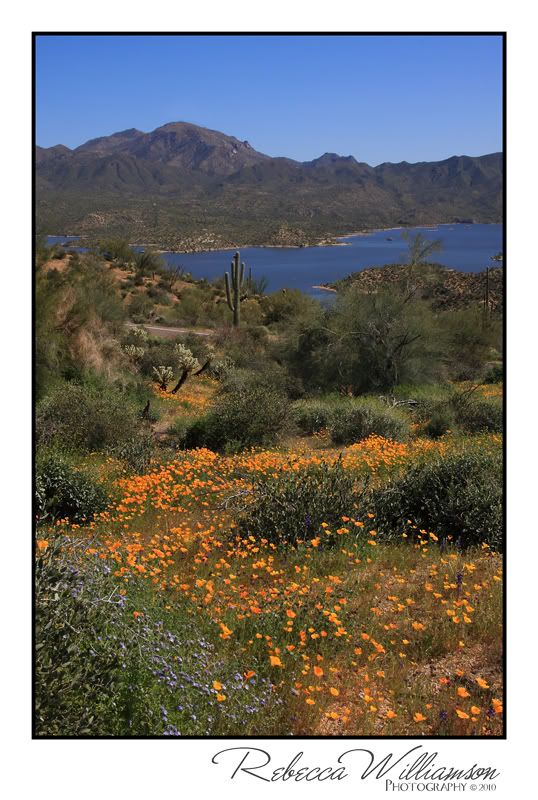 IMAGE: http://i102.photobucket.com/albums/m114/BeccaNH/Bartlett%20Lake%20Wildflowers/IMG_9879_edited-2.jpg