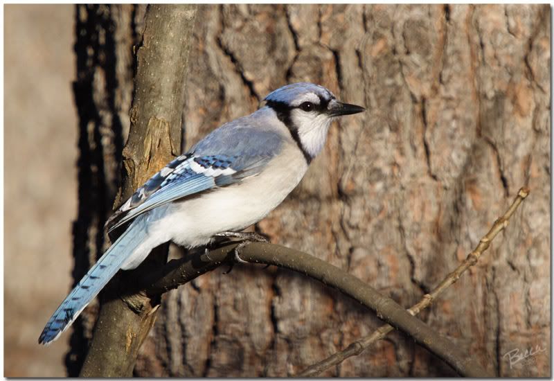 IMAGE: http://i102.photobucket.com/albums/m114/BeccaNH/Bigma/IMG_8229_edited-1.jpg