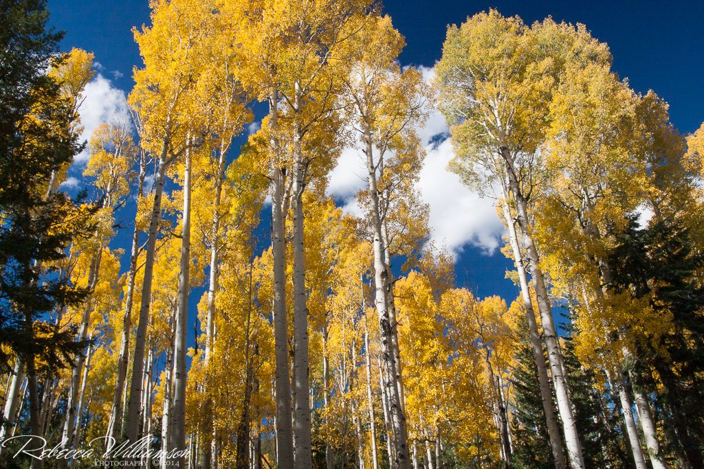 IMAGE: http://i102.photobucket.com/albums/m114/BeccaNH/Flagstaff%20Oct%202014/IMG_5650-1.jpg