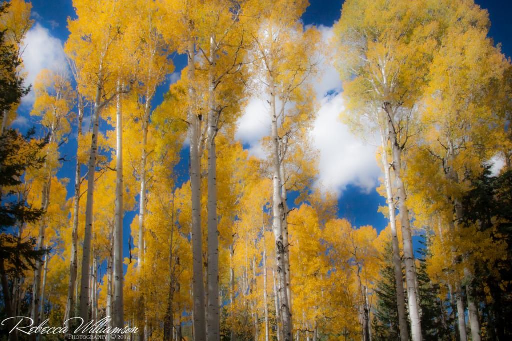 IMAGE: http://i102.photobucket.com/albums/m114/BeccaNH/Flagstaff%20Oct%202014/IMG_5650-2.jpg