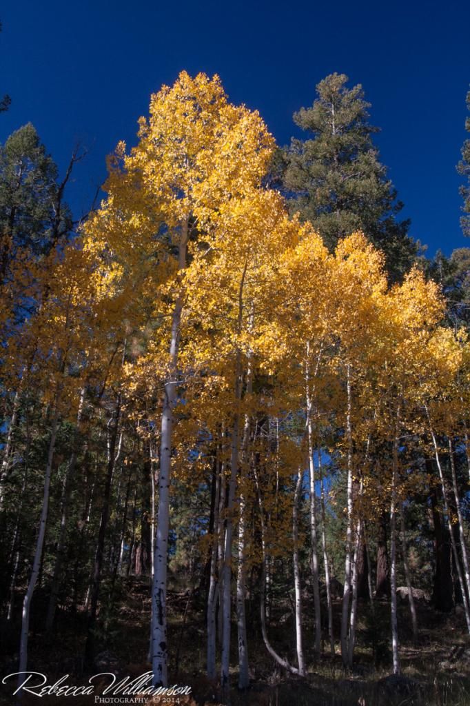 IMAGE: http://i102.photobucket.com/albums/m114/BeccaNH/Flagstaff%20Oct%202014/Smaller/IMG_5582.jpg