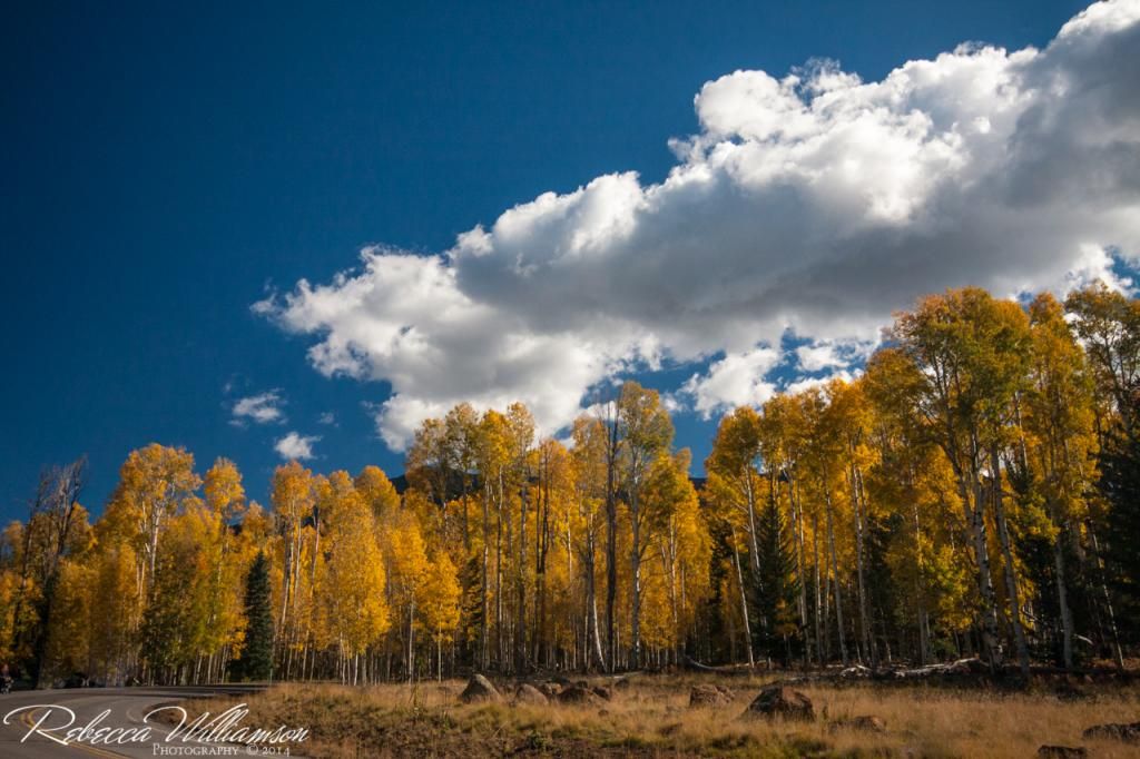 IMAGE: http://i102.photobucket.com/albums/m114/BeccaNH/Flagstaff%20Oct%202014/Smaller/IMG_5624.jpg