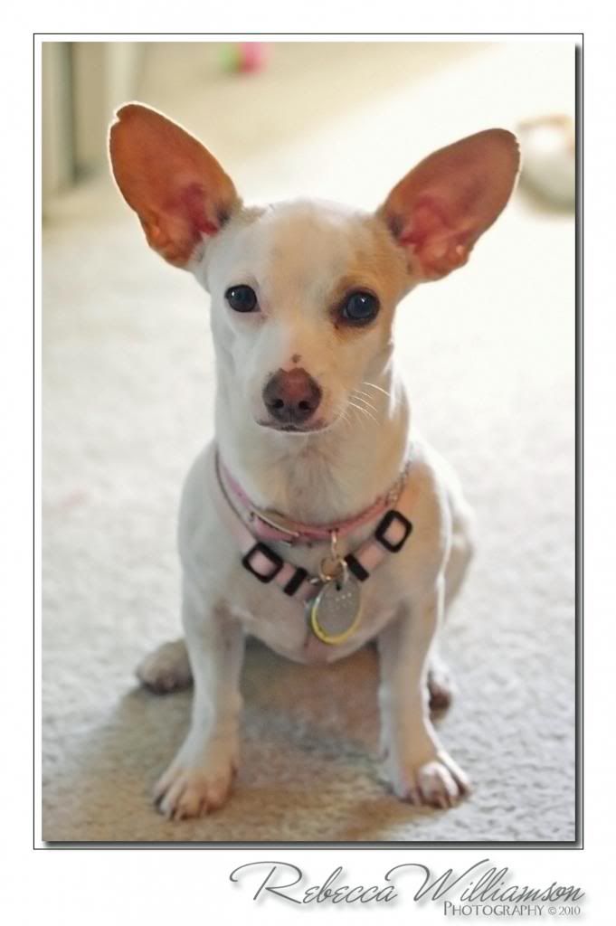 IMAGE: http://i102.photobucket.com/albums/m114/BeccaNH/IMG_9909_edited-2.jpg