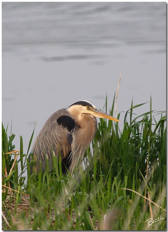 IMAGE: http://i102.photobucket.com/albums/m114/BeccaNH/Memorial%20Day%202007/IMG_9764.jpg