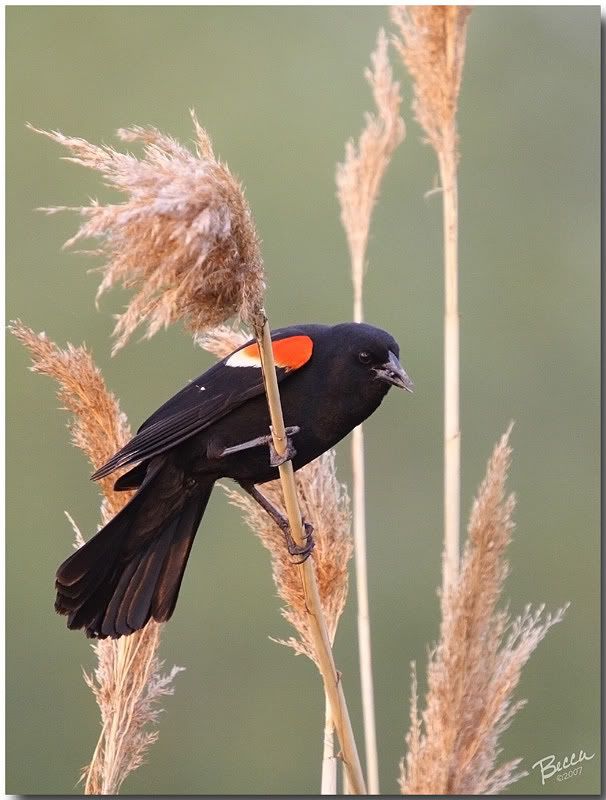 IMAGE: http://i102.photobucket.com/albums/m114/BeccaNH/Memorial%20Day%202007/IMG_9770_edited-1.jpg