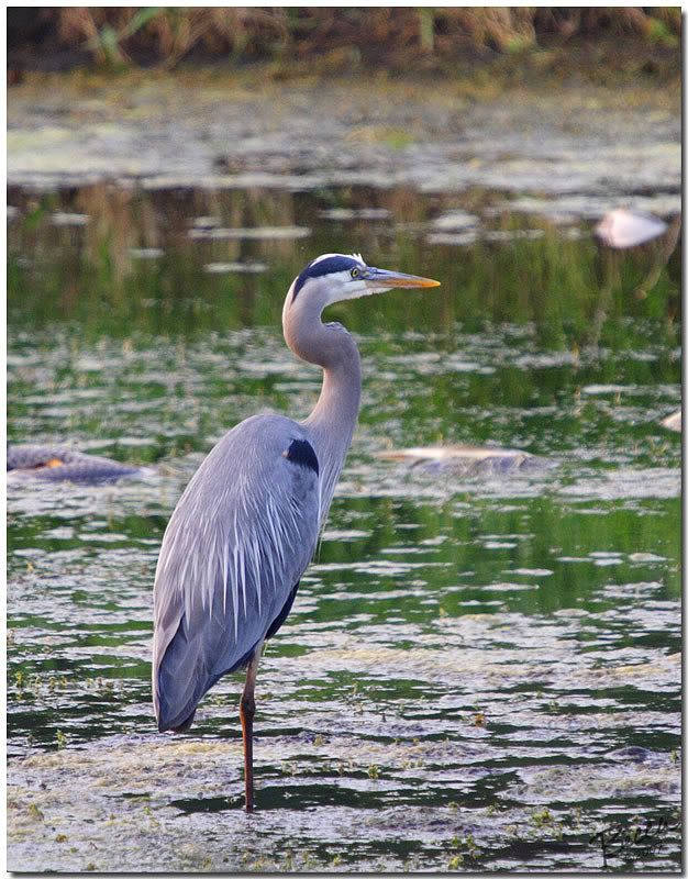 IMAGE: http://i102.photobucket.com/albums/m114/BeccaNH/Memorial%20Day%202007/IMG_9809_edited-2.jpg