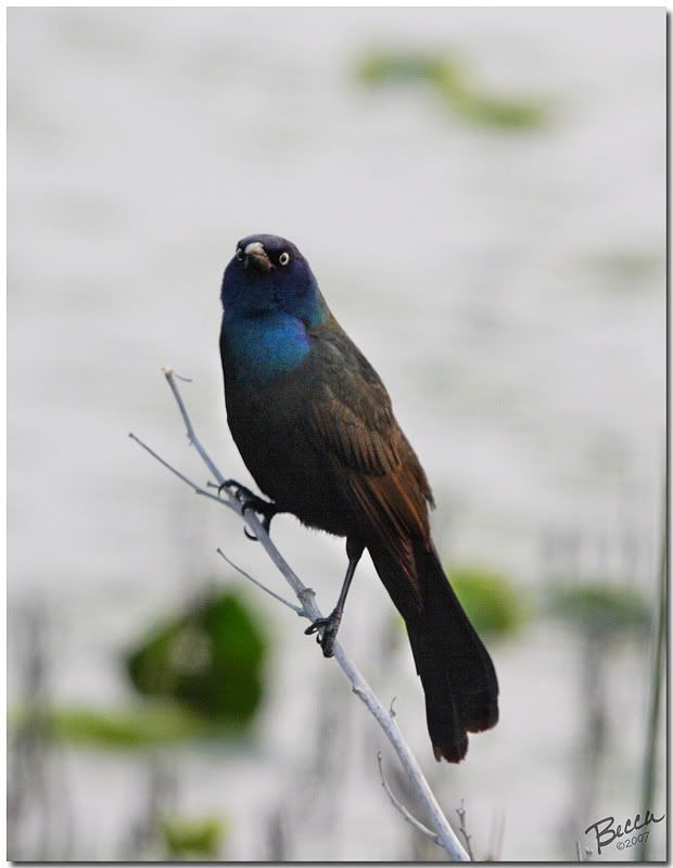 IMAGE: http://i102.photobucket.com/albums/m114/BeccaNH/Memorial%20Day%202007/IMG_9833_edited-1.jpg