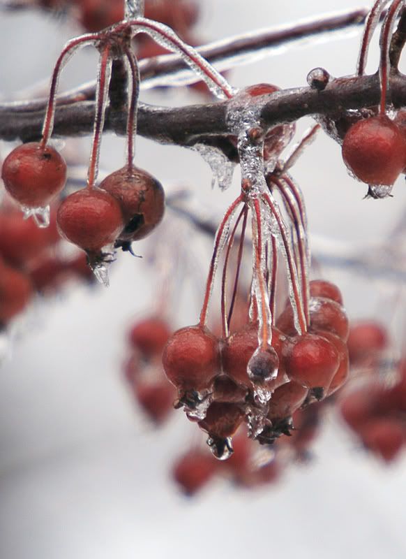 IMAGE: http://i102.photobucket.com/albums/m114/BeccaNH/POTN%20Challenges/IMG_4644_edited-1.jpg