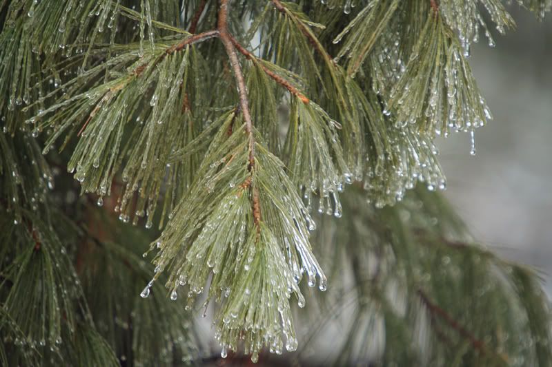 IMAGE: http://i102.photobucket.com/albums/m114/BeccaNH/POTN%20Challenges/IMG_4649_edited-1.jpg